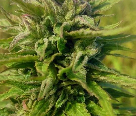 Doesn’t CBD Come From Marijuana (Cannabis)?