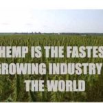Hemp vs. Marijuana (Seed and Cultivation)
