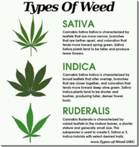 3-types-cannabis