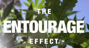 CBD-rich Hemp Oil Entourage Effect, Synergy Between Cannabinoids, Terpenoids, Flavonoids, Waxes, Chlorophyll