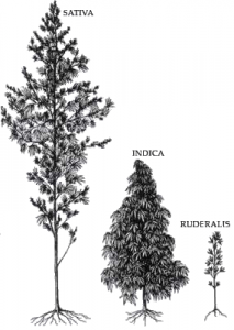 Where Does CBD Come From?