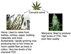 Hemp-vs-mj