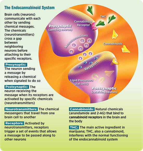 NIDA10-INS2_Endocannabinoid-v1