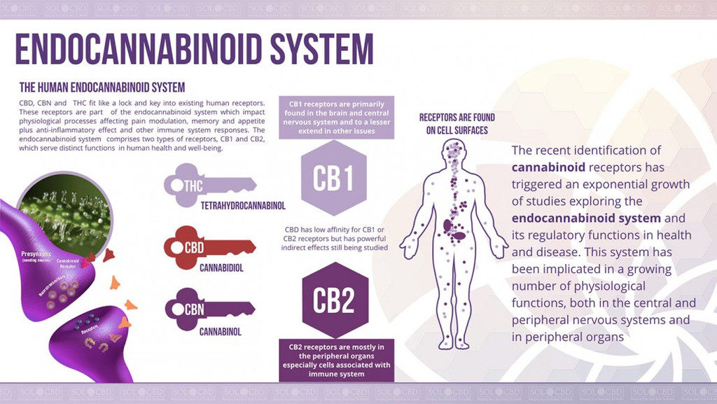 endocannabinoid-system-1030x580_1_1024x1024