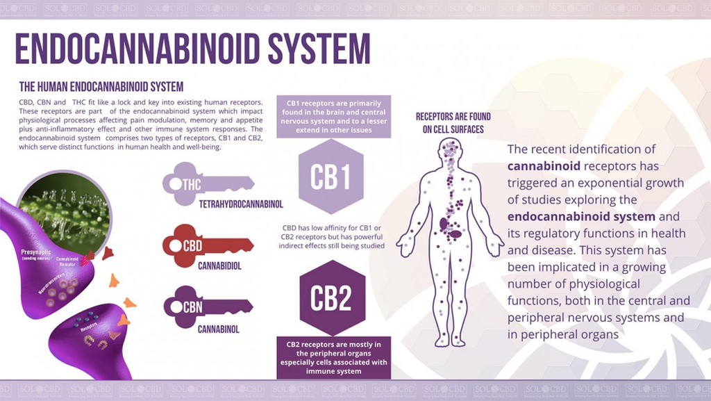 endocannabinoid system