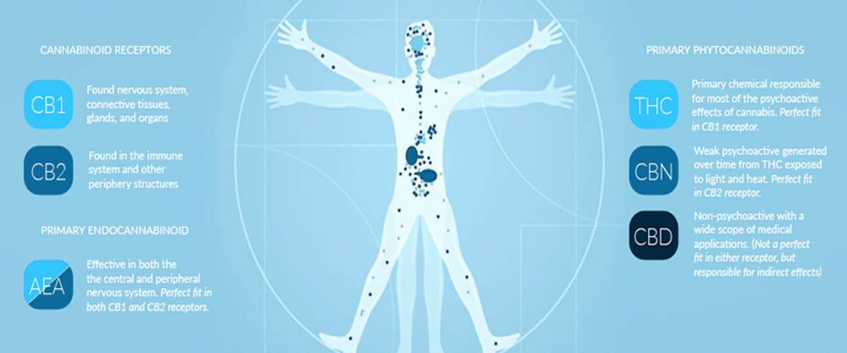 endocannabinoid_system