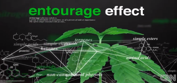 entourage-effect-Medical-marijuana