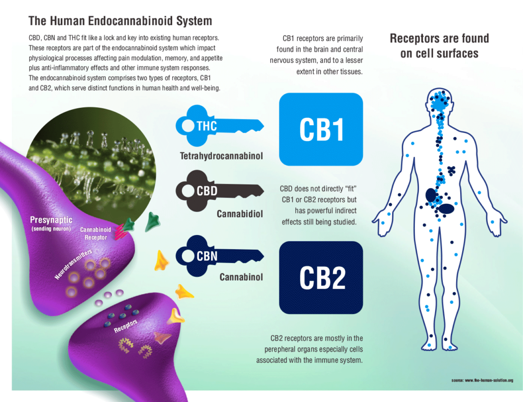 human-endocannabinoid-system