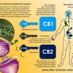 What is the Endocannabinoid System (ECS)?