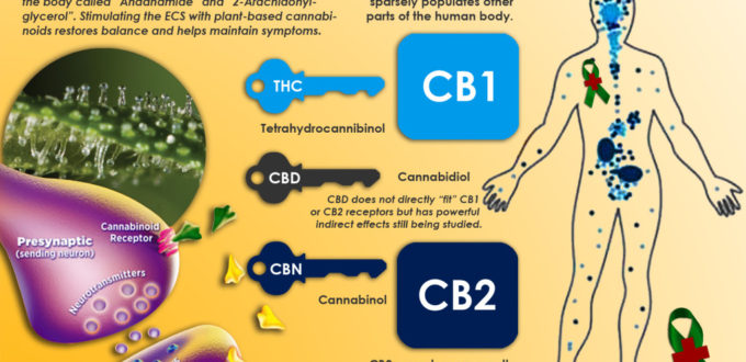 human-endocannabinoid-system-growshop-growmart