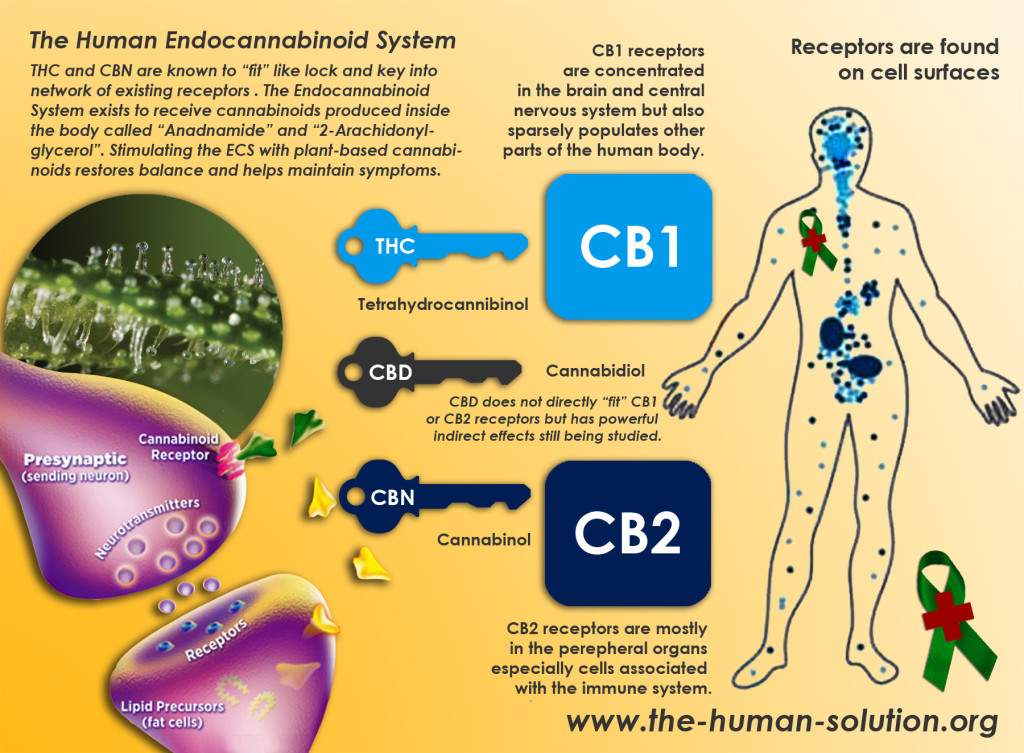 human-endocannabinoid-system-growshop-growmart