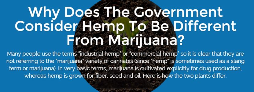 Why Does The Government Consider Hemp To Be Different From Marijuana?