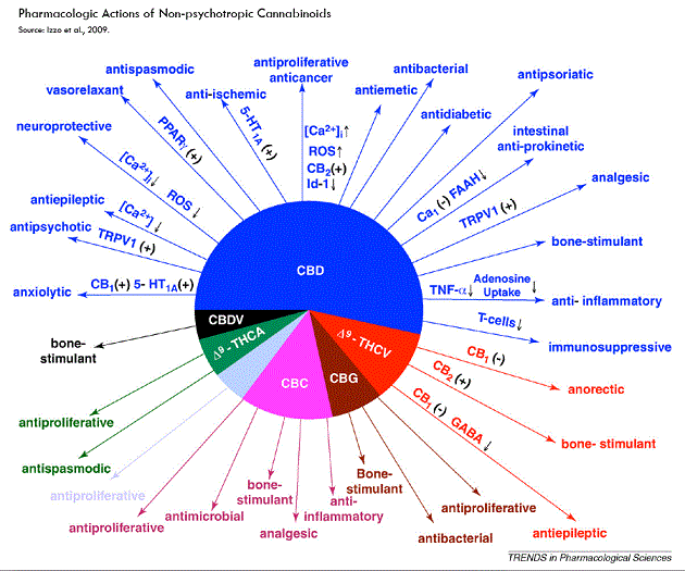 pharmacologic_actions_CBD