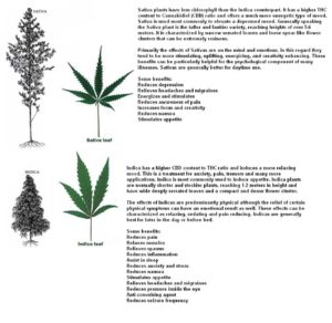 How is Hemp Different from Marijuana?  Hemp vs. Marijuana