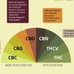 Article: What Is The Endocannabinoid System?