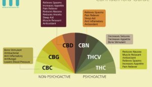 Article: What Is The Endocannabinoid System?
