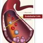 The Cardiovascular System As A Therapeutic Target For Cannabidiol (CBD)