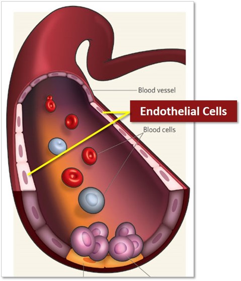 The Cardiovascular System As A Therapeutic Target For Cannabidiol (CBD)